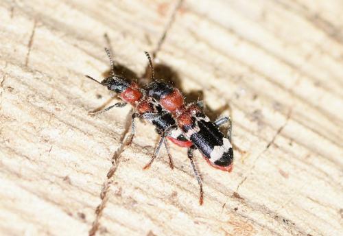 Réf. 321 513 : Thanasimus formicarius